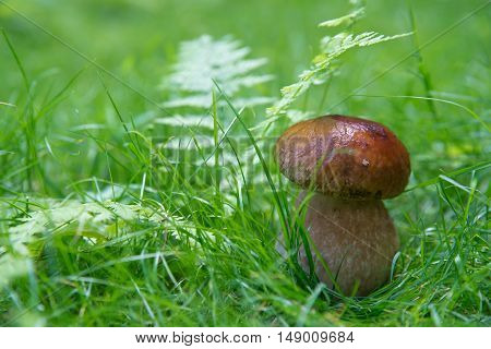 small mushroom in the grass is green