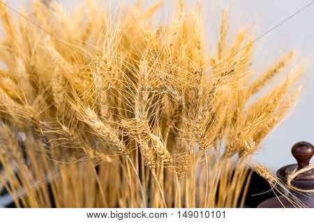 spikelet grass of wheat with seed golden color as healthy seasonal harvest