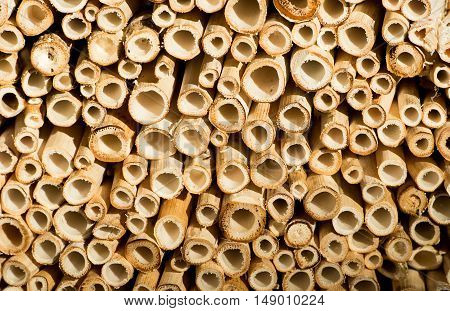Cut Bamboo Sticks Background