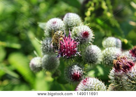 blooming flowers of medicine plant agrimonies in the meadow