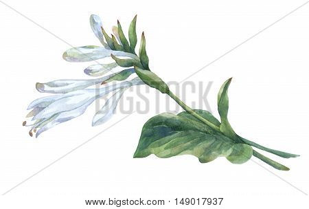 Branch of white hosta flower isolated on white. Hosta plantaginea, asparagaceae family. Watercolor painting.