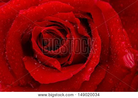 Close up of red rose petal and water drops .Macro Shot of a red Rose.