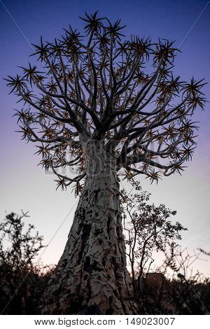 Quiver Tree At Sunset