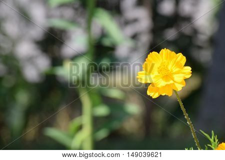 Beautiful wildflowers growing the banks of the sweet river with a wide variety of animal life, hummingbirds, bees, birds and butterflies