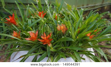 Beautiful bromelied flower in the garden.Bromeliad flower