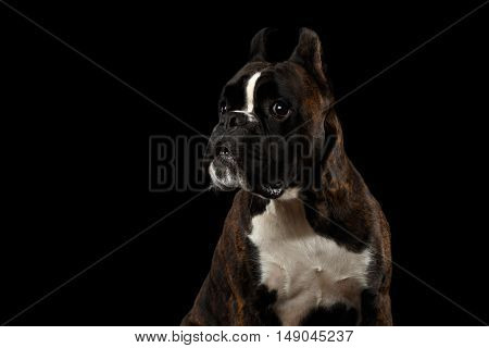 Close-up Portrait of Funny Purebred Boxer Dog Brown with White Fur Color Stare up and indignant Isolated on Black Background
