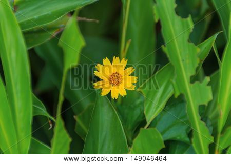 Little yellow star flower on green leaf