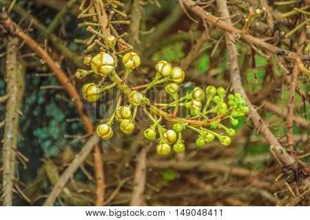 Sala or Cannon Ball, Cannon Ball Tree, Sal Tree
