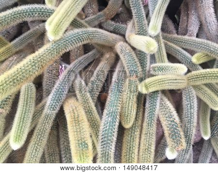 cactus plants growing together form spiky texture background