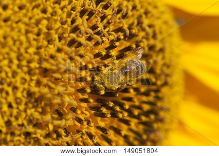 bee at sunflower for collect honey at sunny day