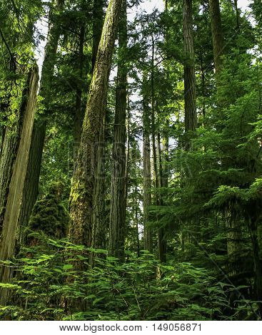 View inside a forest looking through tall tree trunks and green foliage