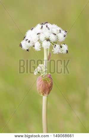 Many Flies On White Flower In Summer