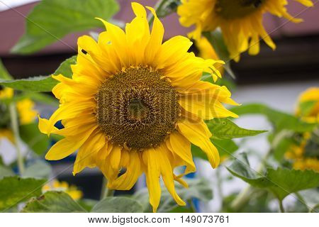 Sunflower igarden design. Yellow flower, countryside bright color, Ukraine