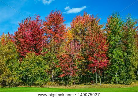 Golden autumn in French Canada.  Multi-colored crowns of the trees stand out beautifully against the blue sky. The concept of automobile tourism