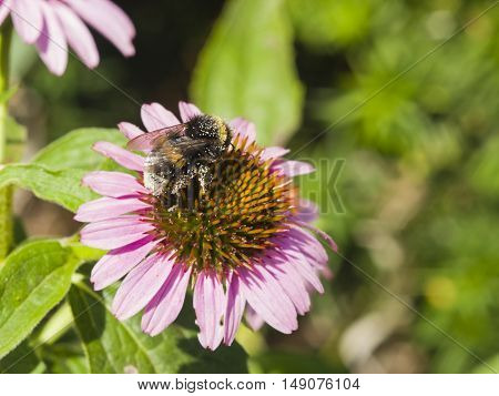 Bumblebee on Purple coneflower Echinacea purpurea flower close-up selective focus shallow DOF