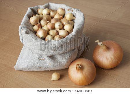 Cibule k výsadbě