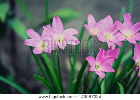 Beautiful Rain Lily Flower. Zephyranthes Lily ,fairy Lily, Little Witches. (zephyranthas Sp.)