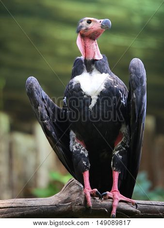 Turkey Vulture With Long Neck And Dark Plumage Waiting For Prey