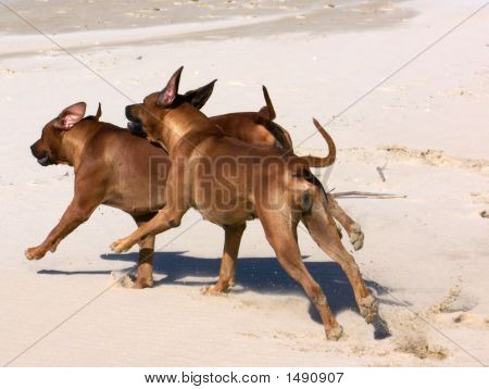 Ridgeback