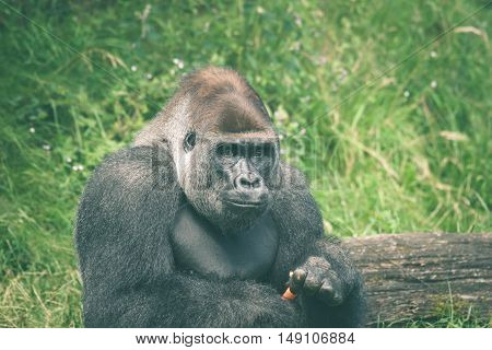 Cute Gorilla Eating A Carrot