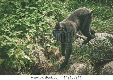 Macaca Nigra Monkey Climbing On Rocks