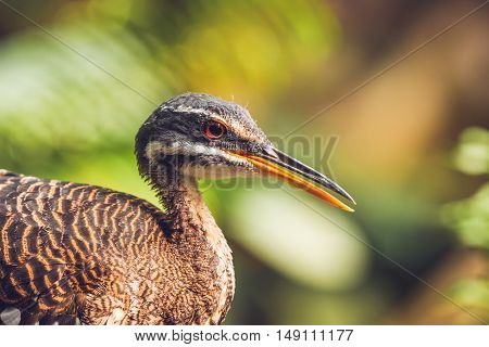 Close-up Of A Sunbittern Bird In A Colorful Rainforest