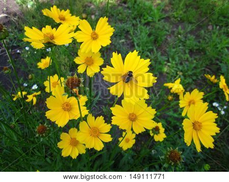 Summer Yellow Flower Insect Honeybee Bumblebee Bombus