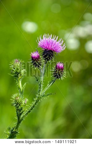 Closeup of a violet flowering welted thistle or Carduus crispus plant in its own natural habitat on a sunny day in the summer season..