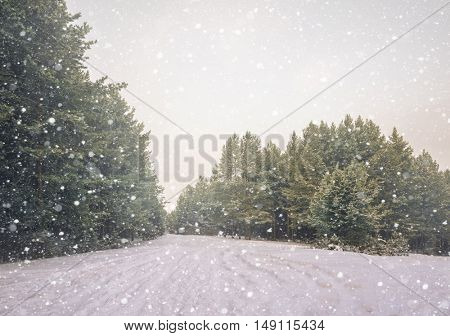 Wintry Landscape Scenery With Flat County And Woods, Snow Landscape Background For Retro Christmas Card, Winter Trees In Wonderland. Winter Scene, Christmas, New Year Background, Winter's Tale