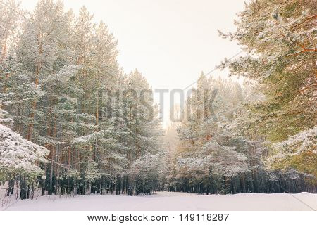 Wintry Landscape Scenery With Flat County And Woods, Snow Landscape Background For Retro Christmas Card, Winter Trees In Wonderland. Winter Scene, Christmas, New Year Background, Winter's Tale