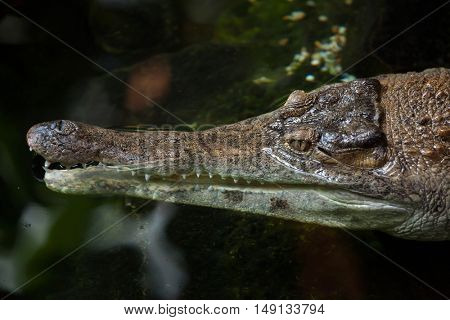 Slender-snouted crocodile (Mecistops cataphractus). Wildlife animal. 