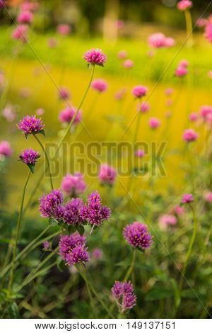 Gomphrena Globosa Or Fireworks Flower. Violet Flower In The Hard Sunlight.