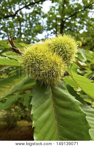 Ripening horse chestnuts on a tree in spring.