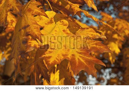 Close up of a tree branches with red leaves autumn scenery.