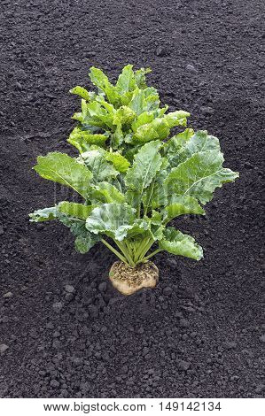 Sugar beets crops in the cultivated soil