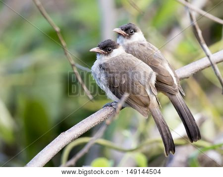 Image of two birds perched on the branch in the wild. Sooty headed bulbul.