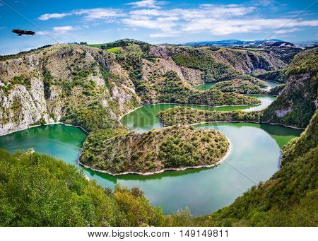 Griffon vulture flying over meanders of Uvac river in southwest Serbia.