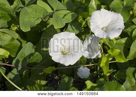 A pair of hedge bindweed (Calystegia sepium), view from above.