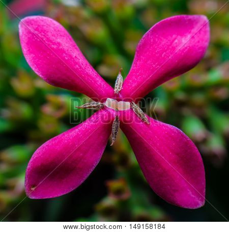 Macro close up of Small pink flowers