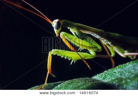 Mantis