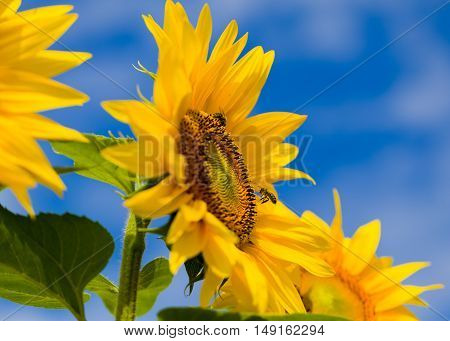 Honeybee hive harvest floral pollen from heliotrope.