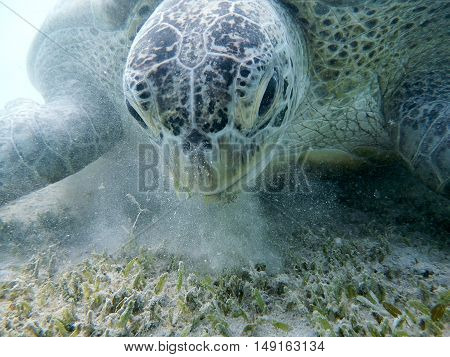 Green Sea Turtle