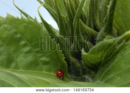 Small ladybug walking on a sunflower leaf