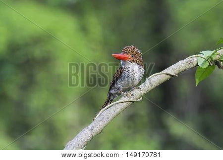 Beautiful Kingfisher bird Female Banded Kingfisher (Lacedo pulchella)