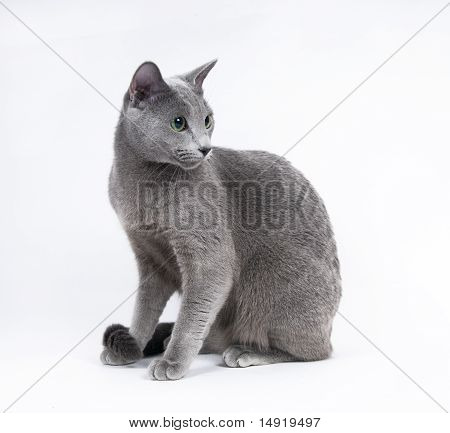 Russuan blue cat
