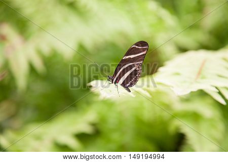 Beautiful Butterfly Heliconius Charitonius On Green Leaf