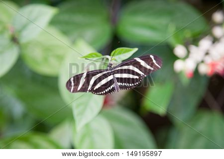 Heliconius Charitonius Butterfly On Green Leaf