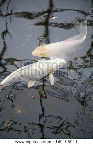 Symmetrical White Fishes Cyprinus Carpio In Pond