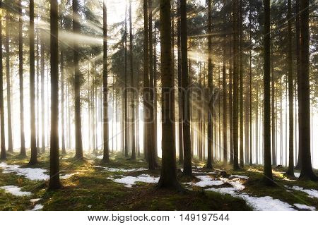 Forest during a misty morning on winter