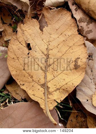 Dry Leave